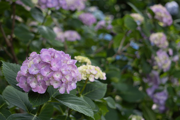 アジサイ／沢山の紫陽花をぼかした背景が綺麗な写真