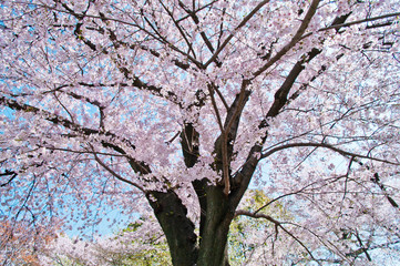 Cherry trees in full blossom of To-ji Temple in Kyoto.