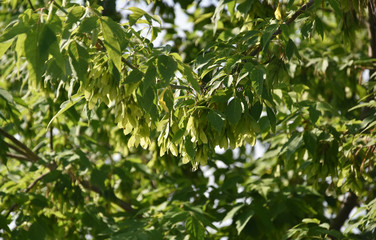 green leaves of maple tree in spring