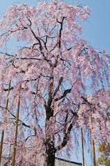 Fototapeta premium Scenery around Toji Temple in Kyoto,Japan. Scientific name is Cerasus itosakura (Sieb.) Masam. & Suzuki f. itosakura