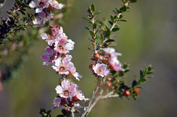 Pink and white flowers and buds of the Peach blossom Tea Tree Leptospermum squarrosum, family Myrtaceae, growing in heath on the coast track, Royal National Park, Sydney, New South Wales, Australia