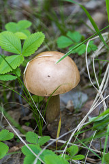 large white mushroom brown cap boletus