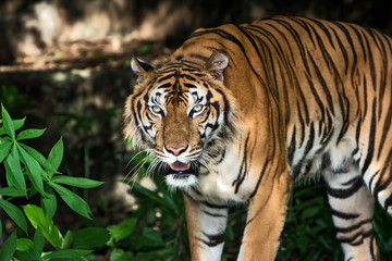 Fototapeta premium Portrait of tiger.