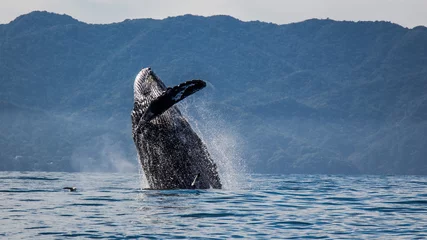 Fotobehang Jeansblauw Walvissen spotten in Puerto Vallarta
