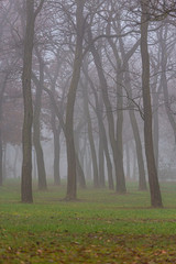 Beautiful autumn scenery, with mist and fog, in the city, and tree silhouettes