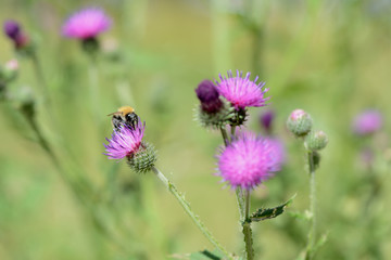 Bumblebee on a thistle flower on a summer day close-up