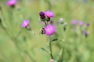 Bumblebee on a thistle flower on a summer day close-up