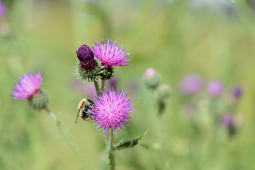 Bumblebee on a thistle flower on a summer day close-up