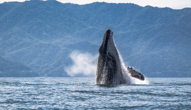 Ballenas  Whale Watching Puerto Vallarta