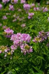 Pink wildflowers