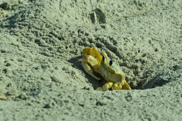Ghost Crab 2