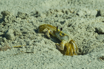 Ghoast Crab 1
