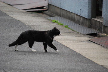 ねこ