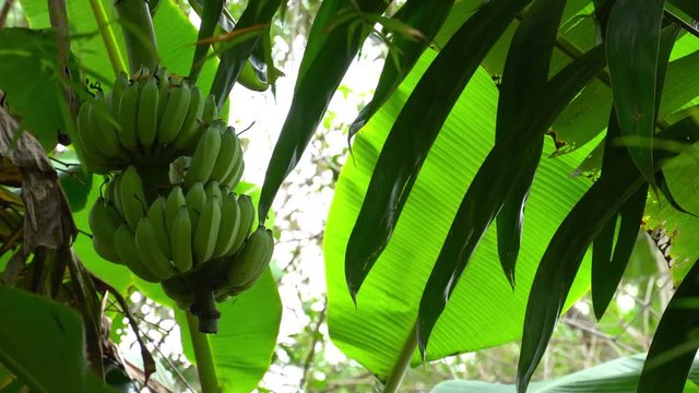 Raw green banana balls in the forest.