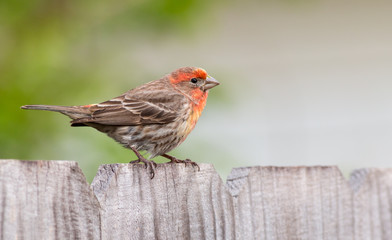 Male House Finch on a wooden fence green background. - 275744015