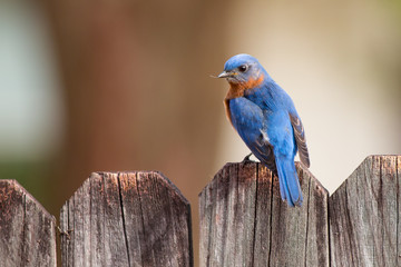Eastern Bluebird on a wooden fence. - 275744016