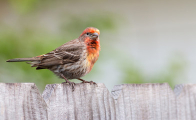 House finch bird on a wooden fence with copyspace. - 275744031