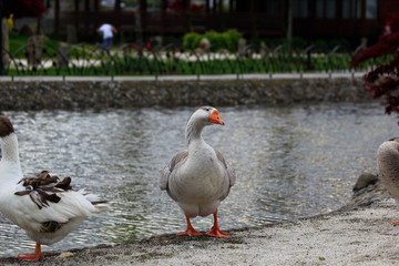 duck