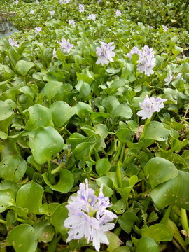 Na natureza h&aacute; forma, cor e sabor tudo tem seu valor os bichos e as plantas nos ajudam a viver isso voc&ecirc; deve saber cuidar da natureza &eacute; importante !  