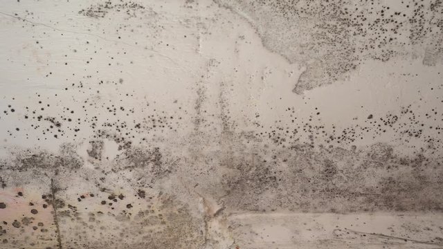 Black mold, mildew, fungus on walls