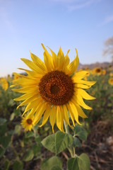 field of sunflowers