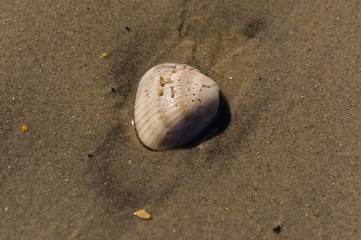 Fototapeta na wymiar shell on the beach 10