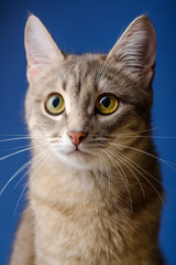 Female cat sitting in front of blue background. Portrait of a beautiful gray cat one year