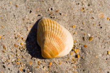 shell on the beach 26