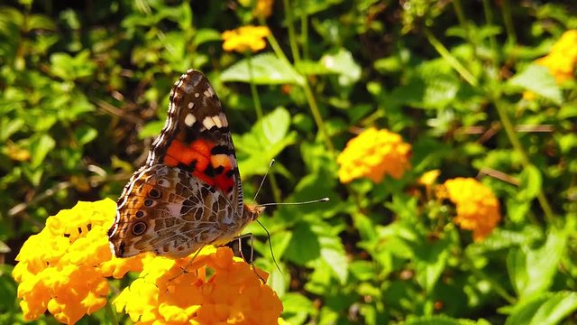 Close up video of a painted lady butterfly collecting nectar from yellow lantana camara flowers. Shot at 120 fps.