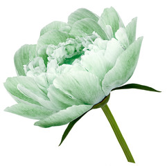 peony flower white green.  Flower with green leaves on a stem isolated on white background. No...