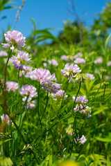 Fototapeta premium Pink wildflowers