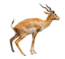 african antelope ,gazelle isolated on white background