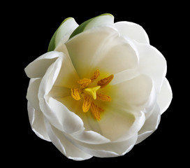 white tulip flower on the black  isolated background with clipping path. Nature. Closeup no shadows. Garden flower.
