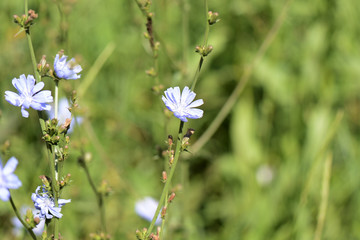 Delicate flowers of chicory illuminated by the bright summer sun