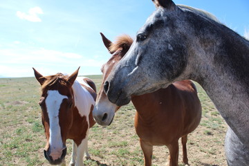 horses in mountains