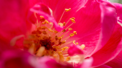 Obraz na płótnie Canvas Closeup of colorful flower.