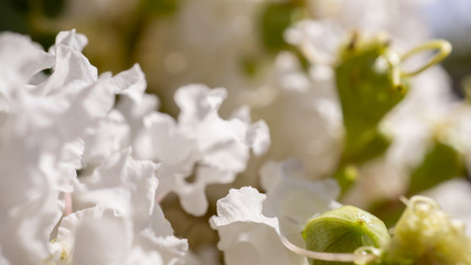 White flowers shot from up close.