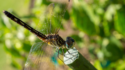 Dragonfly standing with tail in the air.