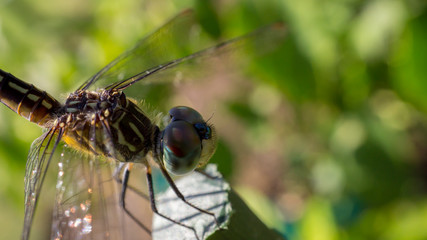 Dragonfly standing with tail in the air.