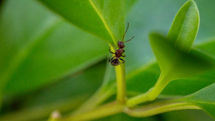 Ant climbing up a small leaf stem.