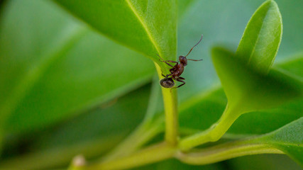 Ant climbing up a small leaf stem.