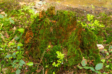 Bright colourful green moss on a tree trunk on a wood glade