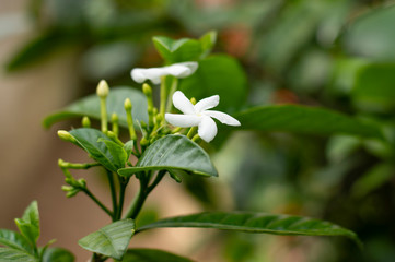 White flower
