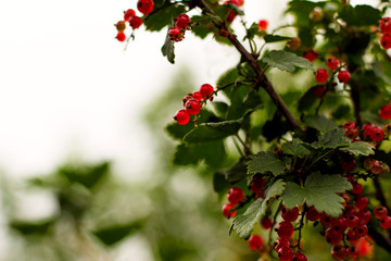 Obraz premium red currant berries on a branch in the garden