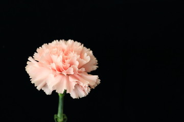 Carnation