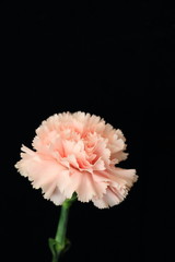 Carnation
