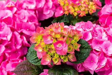 Blooming flowers in garden