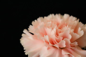 Carnation