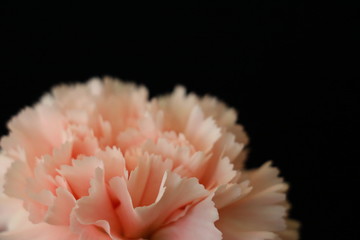 Carnation