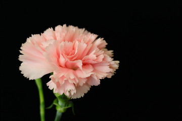 Carnation
